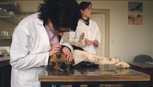 Przedstawiciel Ministerstwa Rolnictwa przyznał, że rząd jest na wczesnym etapie prac nad wprowadzeniem obowiązku czipowania psów w Polsce