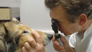 Wielu pracowników jest zainteresowanych benefitem pracowniczym, jakim są dopłaty do opieki weterynaryjnej.