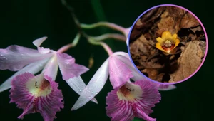 Nowy gatunek bezlistnej orchidei. Wygląda jak żółty szafir