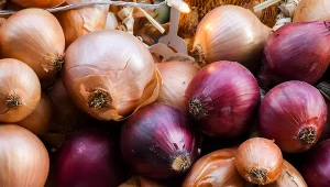Włącz cebulę do codziennej diety. Zyska na tym wątroba, serce i odporność