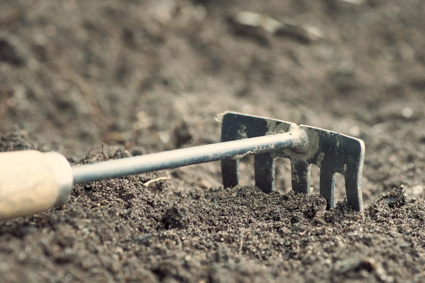 Odkażanie gleby po ogórkach jest bardzo ważne dla przyszłorocznych plonów