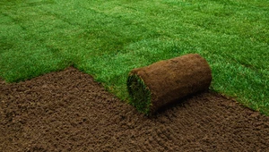 Zielony dywan w ogrodzie. 4 kroki, które przygotują ziemię pod zdrowy i bujny trawnik