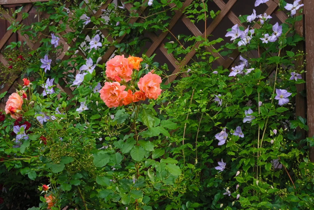 Pergole są jednym z bardziej efektownych elementów dekoracyjnych ogrodu