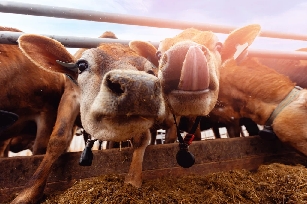 Krowie beknięcia są głównym źródłem metanu w hodowli przemysłowej zwierząt.