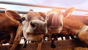 "Blokery metanu" dla brytyjskich krów. Ekolodzy protestują 