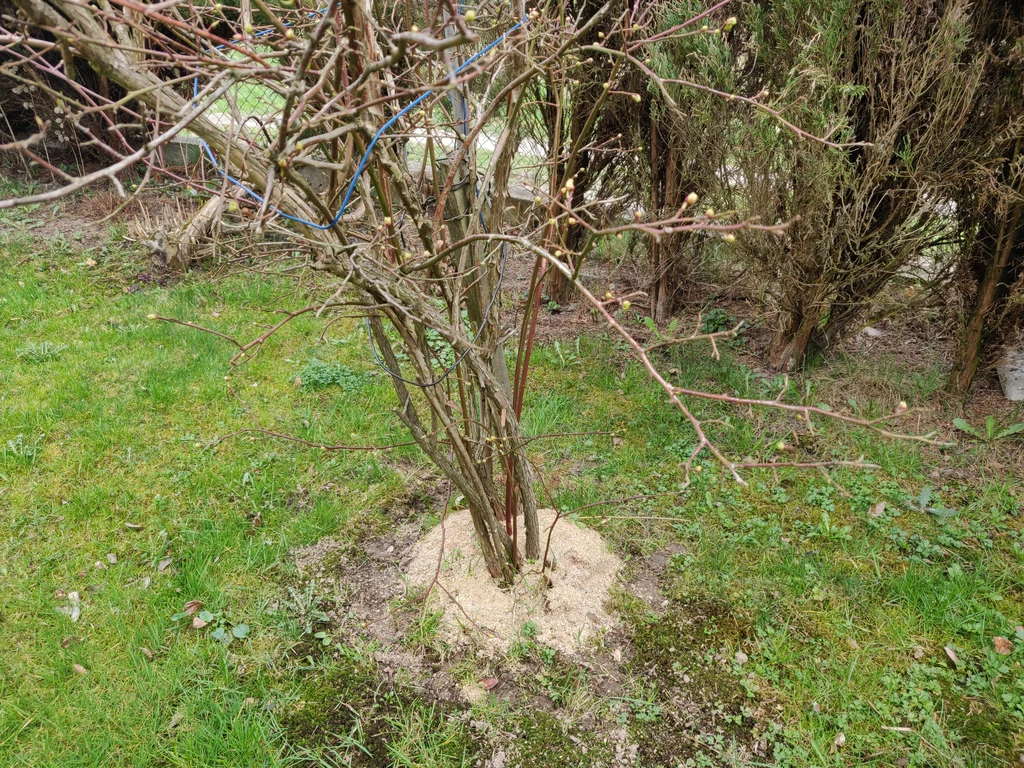 O krzewy borówek trzeba dbać od wczesnej wiosny