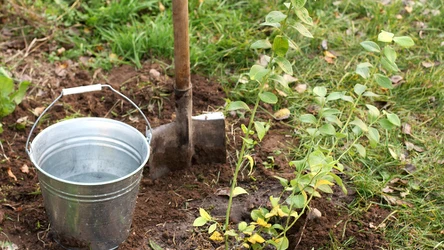 Przygotuj się odpowiednio do uprawy borówki.