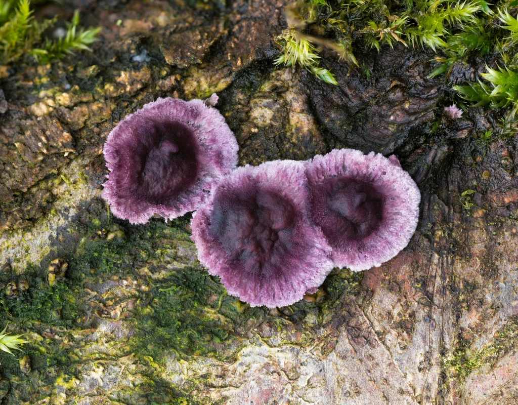 Chrząstkoskórnik purpurowy do tej pory zarażał tylko rośliny, wywołując chorobę zwaną srebrzystością liści. Teraz jednak opisano pierwszy przypadek zakażenia wywołanego przez tego grzyba u ludzi