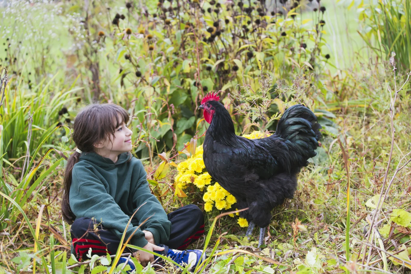 Czy dzieci wiedzą, skąd bierze się mięso? Czy dzieci wiedzą, skąd bierze się mięso?