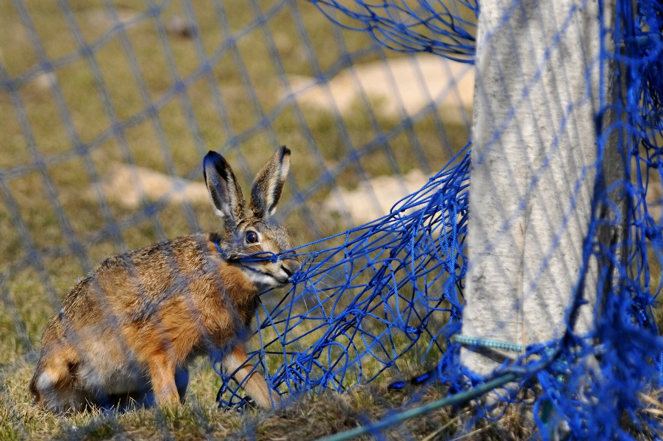 Zając szarak zaplątany w siatkę