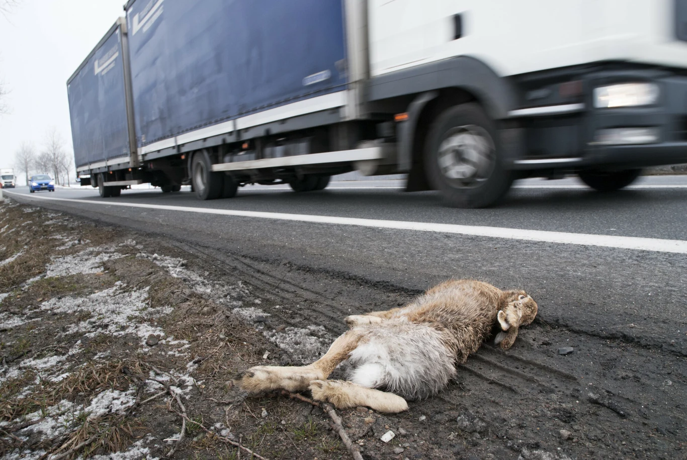 Zając szarak przejechany przez samochód