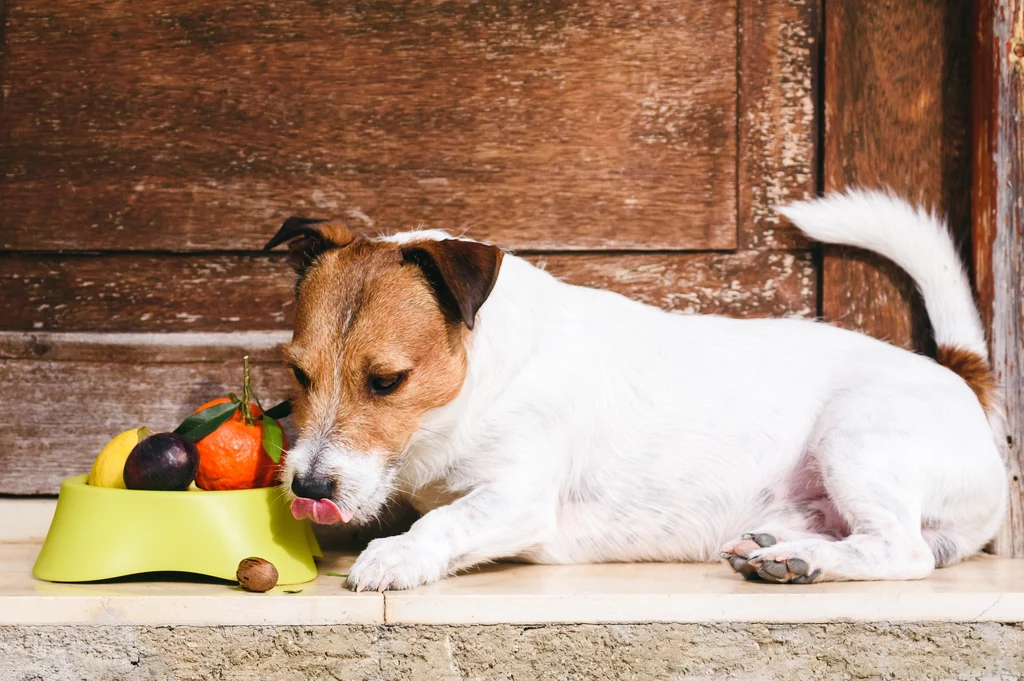 Jakie warzywa mogą być w diecie psa?