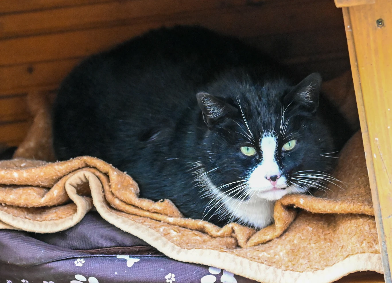 Kot Gacek ze Szczecina jest słynny na całym świecie. Ostatnio wolontariusze zabrali go na badania i wyszło na jaw, że mruczek musi sporo schudnąć