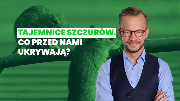 Wokół szczurów narosło wiele mitów. Czy rzeczywiście należy się bać tych zwierząt?