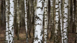 Rozpoczął się sezon na sok z brzozy. Dlaczego warto go pić?