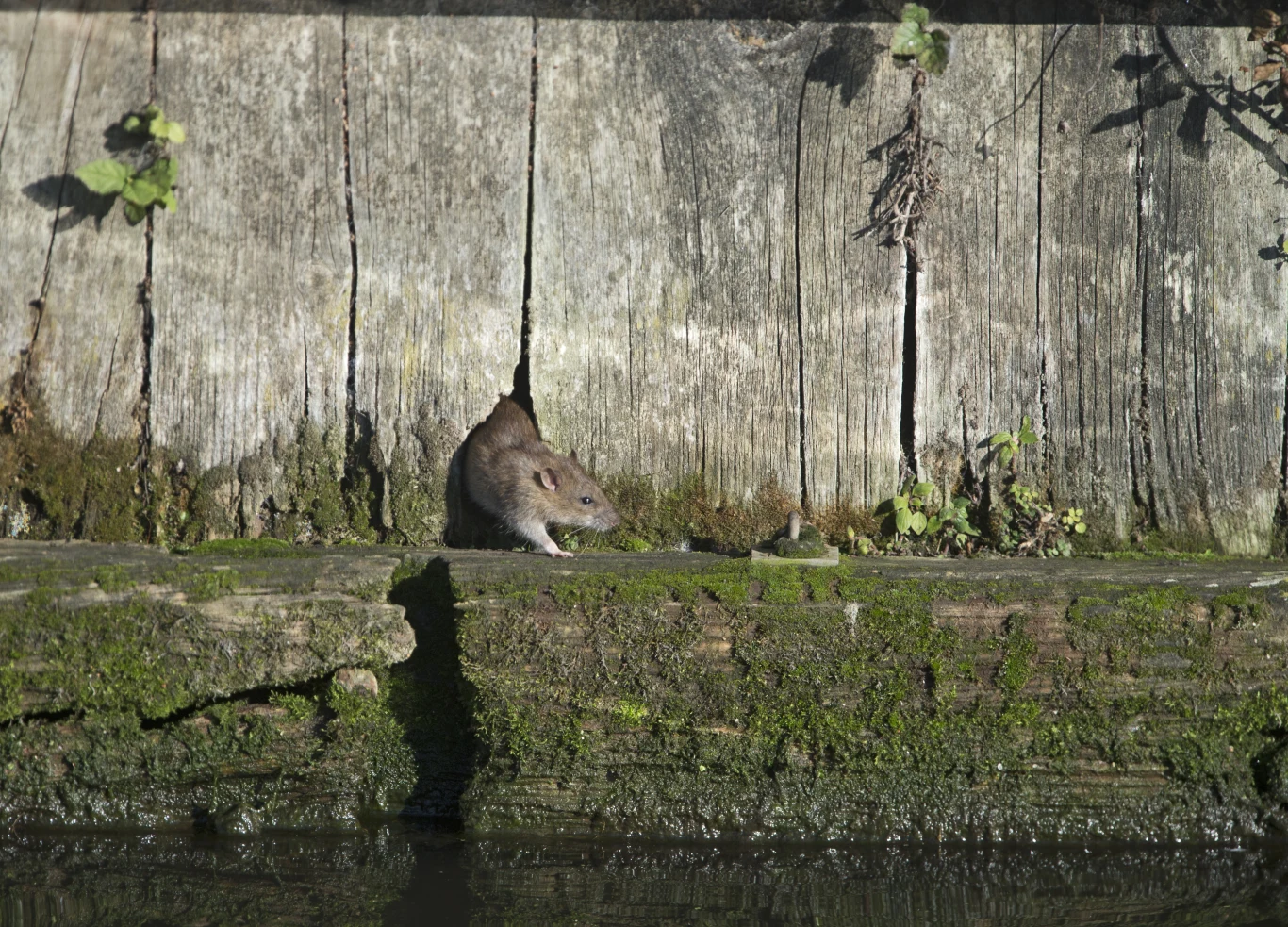 Mało kto o tym wie, że szczury są nie tylko inteligentne ale również bardzo empatyczne. 