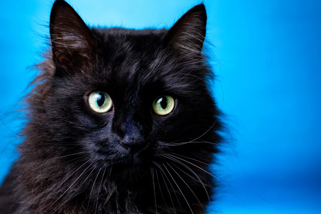 Czarny kot z charakteru jest indywidualistą