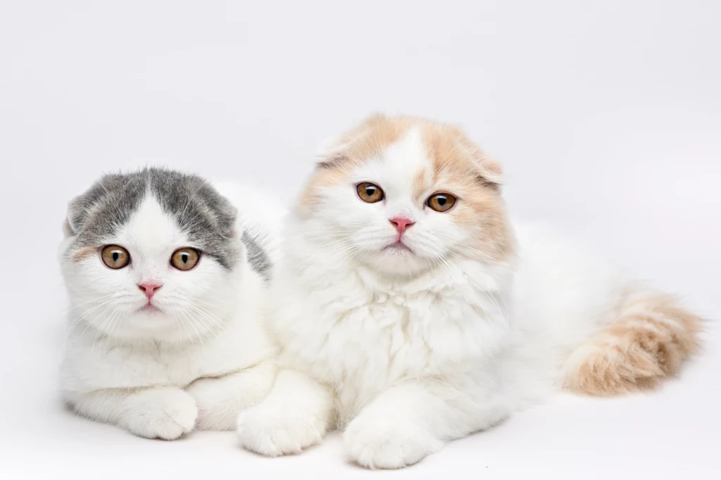 Wiedziałeś, że dwubarwny kot jest zazwyczaj leniwy?