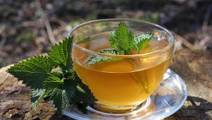 Pokrzywa zwalczy anemię, stan zapalny i wyhamuje wypadanie włosów