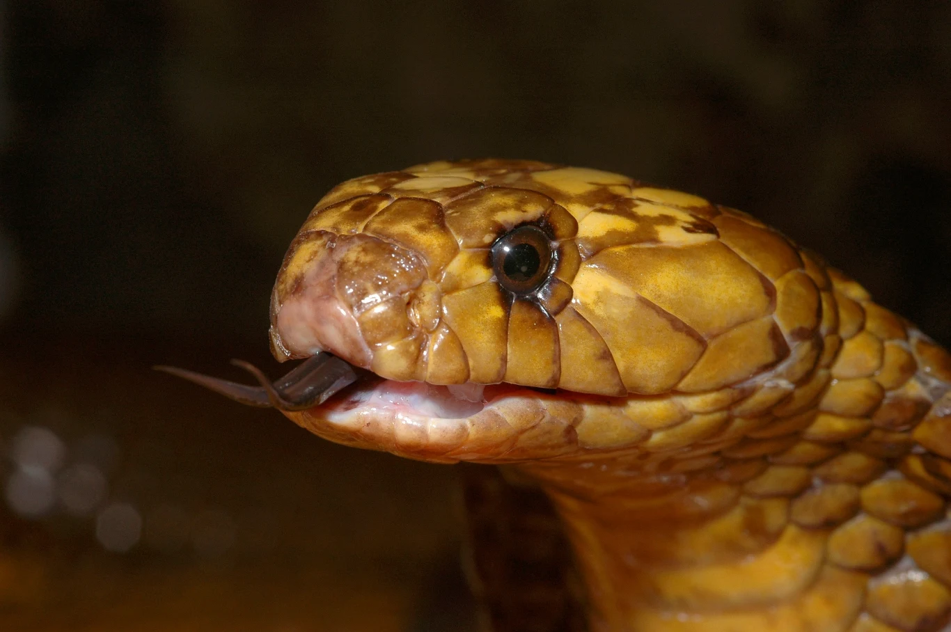 Kobry przylądkowe Naja nivea odpowiadają za najwięcej śmiertelnych ukąszeń ludzi w całym RPA. Ich jad jest tak toksyczny jak u mamby czarnej