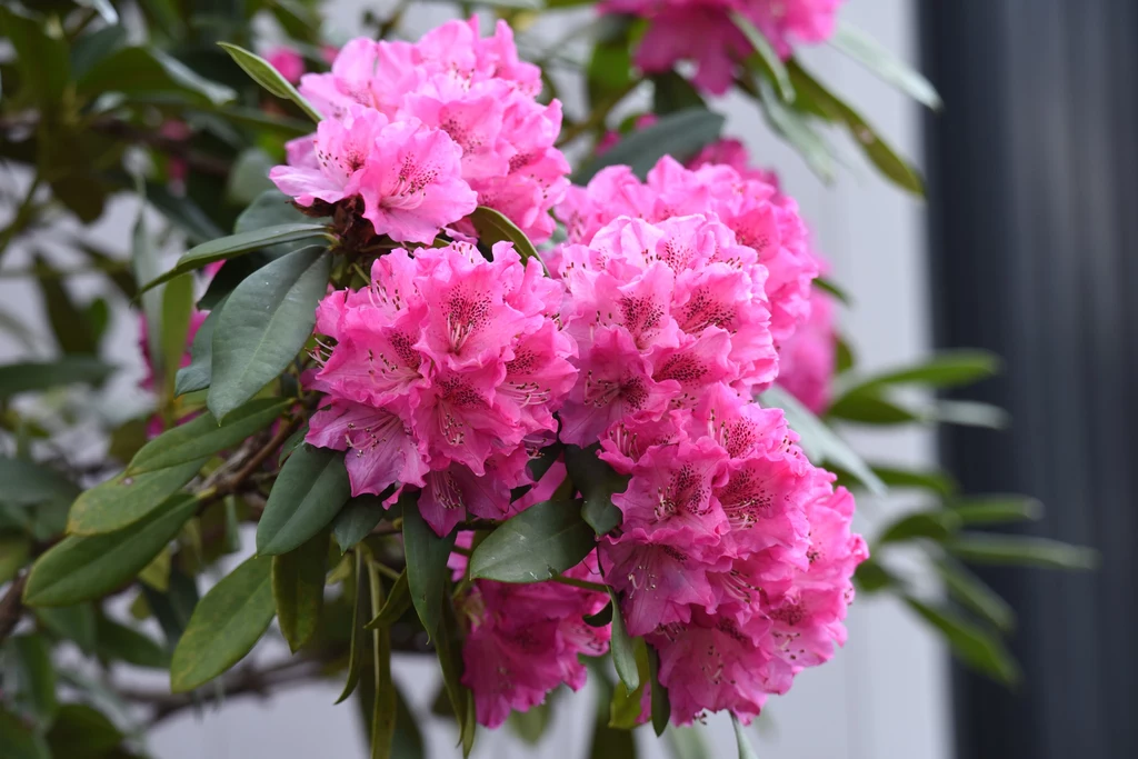 Wiosną rododendrony będą w pełnym rozkwicie