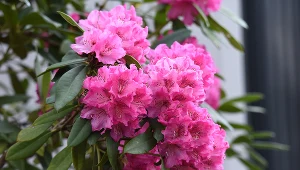 Zrób to z rododendronami w marcu. W sezonie nie zliczysz pięknych kwiatów