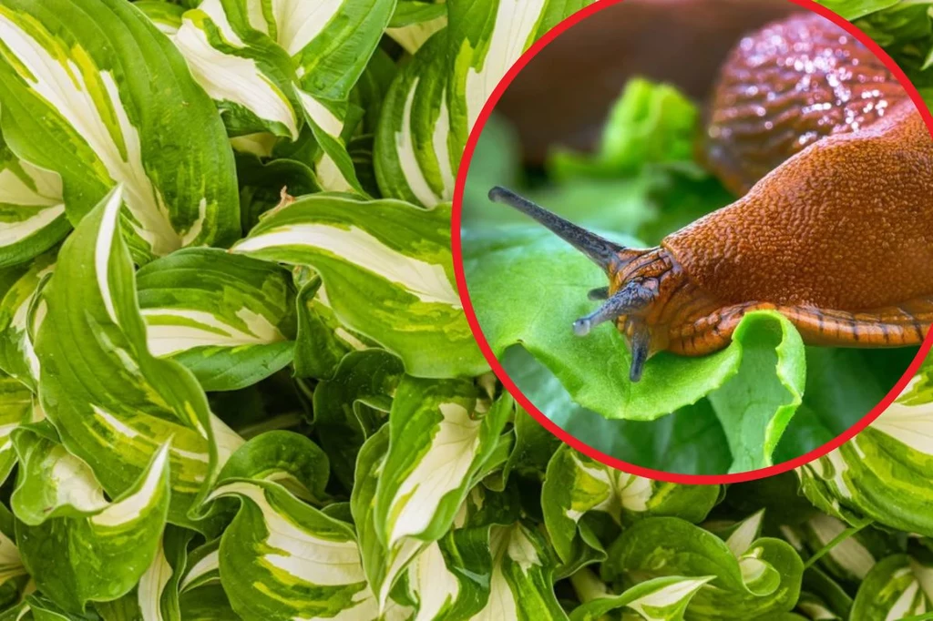 Ten tani produkt nie tylko odstraszy ślimaki, ale i odżywi rośliny w ogrodzie