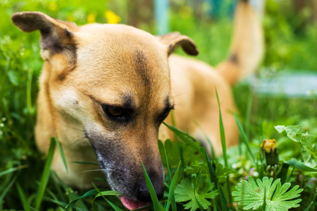Psie żołądki nie są w stanie przetworzyć spożytej trawy, ale jej zjadanie może pomagać w oczyszczaniu układu pokarmowego z zalegającej treści.