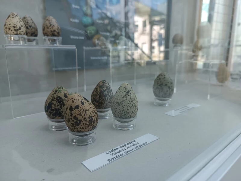 Ptasie jaja mają bardzo zróżnicowaną wagę. Najcięższe ważą 1,5 kg, a najlżejsze - zaledwie 0,4 g