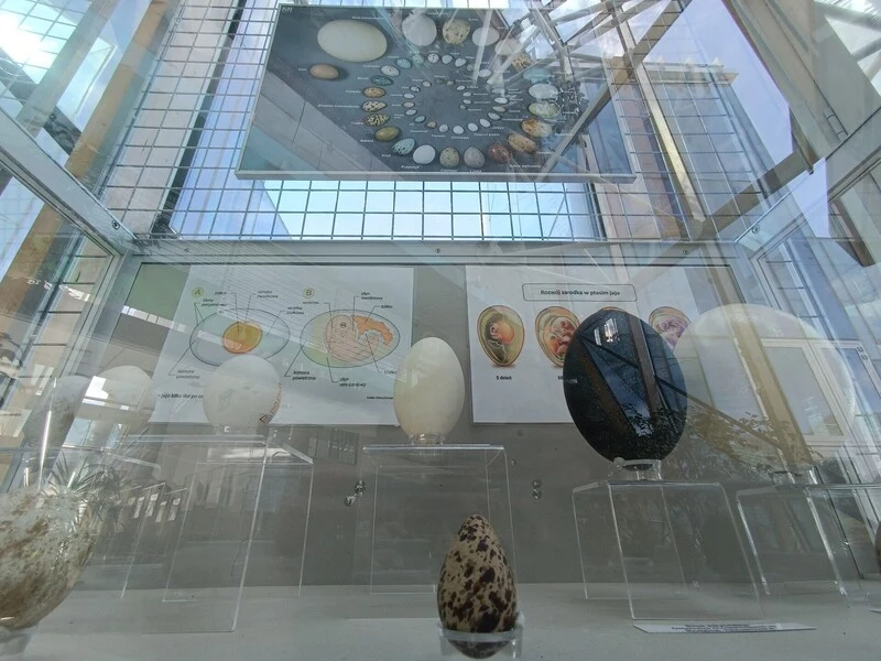 Na Uniwersytecie w Białymstoku otwarto wyjątkową wystawę ptasich pisanek. Można na niej zobaczyć niezwykłe jaja różnych gatunków ptaków