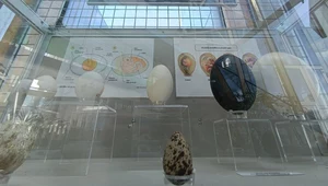 Ptasie pisanki. Polska uczelnia otworzyła wystawę wyjątkowych jaj ptaków