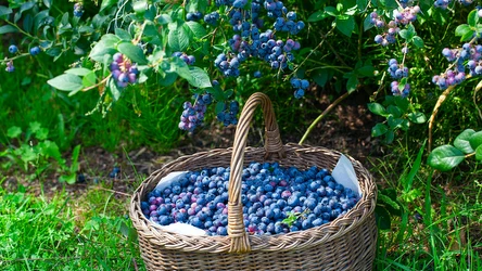 Borówki warto nawozić we wrześniu, aby zwiększyć zbiory 