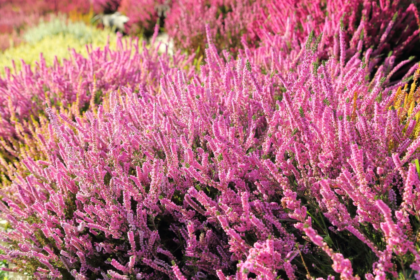 Wrzosy źle znoszą nadmiar wilgoci