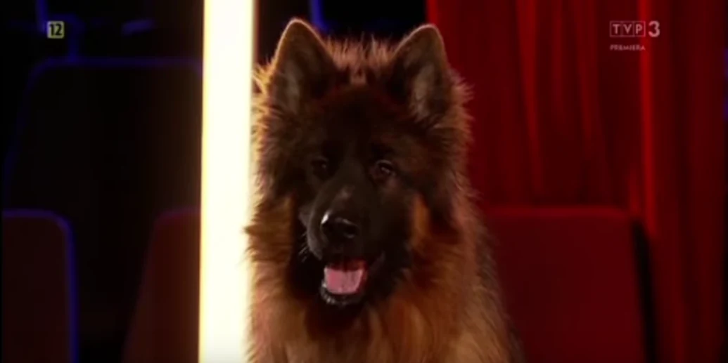 "Rola życia" z udziałem owczarka "Rola życia" z udziałem owczarka