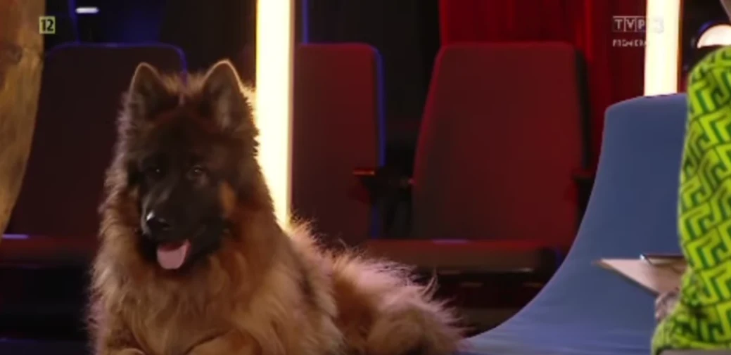 "Rola życia" z udziałem owczarka "Rola życia" z udziałem owczarka