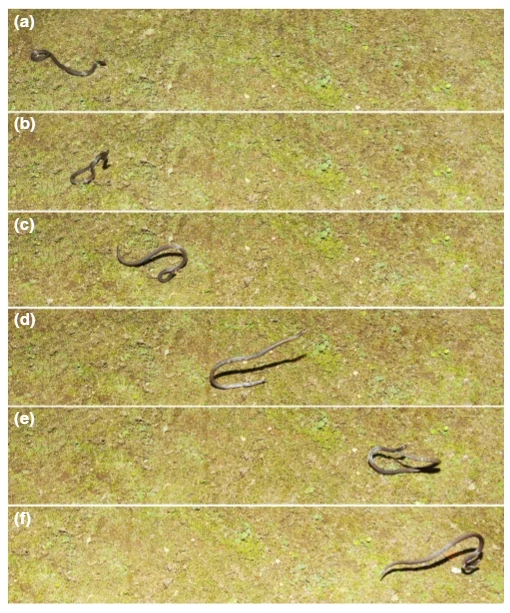 Naukowcom po raz pierwszy udało się sfotografować mechanizm obronny węży polegający na wykonywaniu serii dynamicznych fikołków