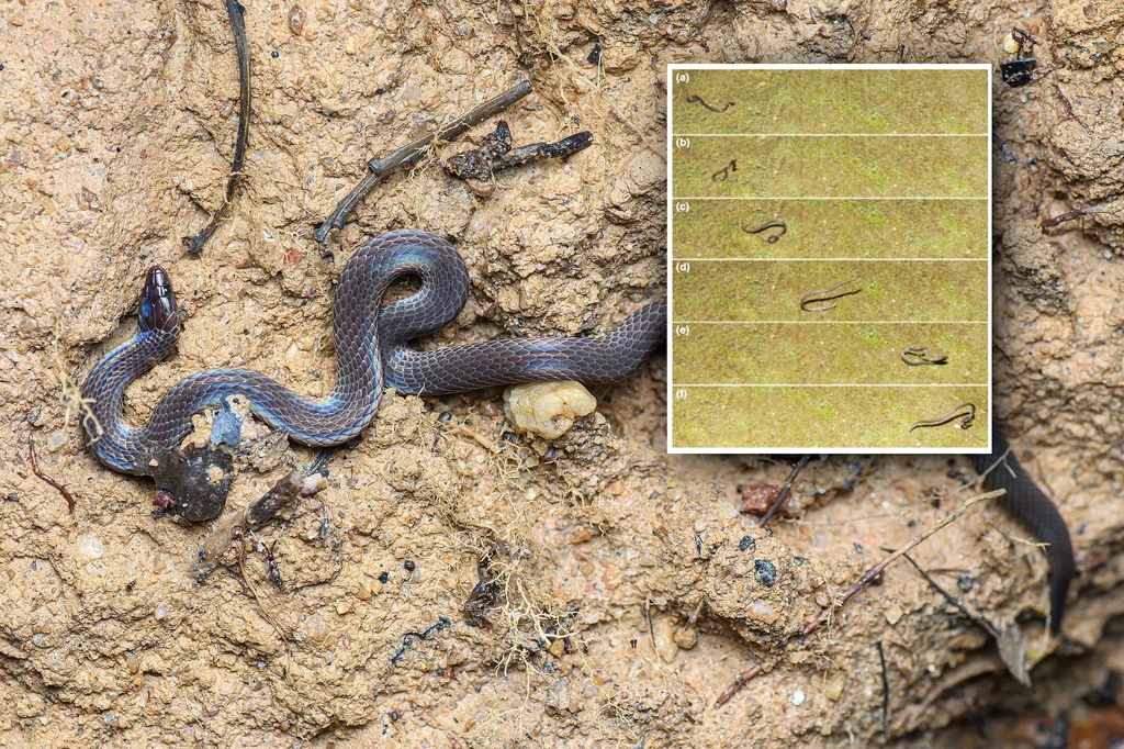 Naukowcy dowiedli, że jest pewien gatunek węży, który potrafi robić fikołki. To mechanizm obronny, który pozwala uciec mu przed drapieżnikami