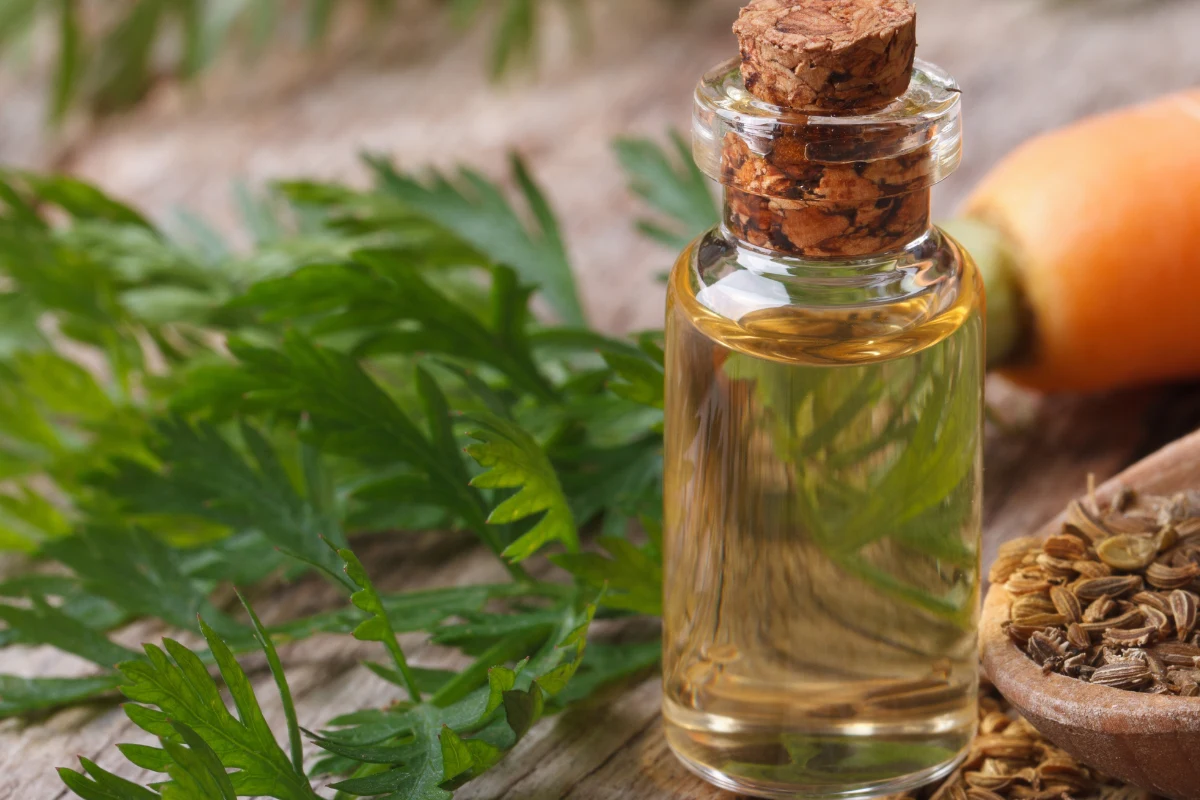 Olejek marchewkowy przywraca blask włosów, poprawia koloryt skóry i przyspiesza gojenie się ran Olejek marchewkowy przywraca blask włosów, poprawia koloryt skóry i przyspiesza gojenie się ran