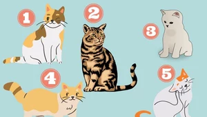 Który z kotów jest najładniejszy? Odpowiedź mówi sporo o twoim charakterze