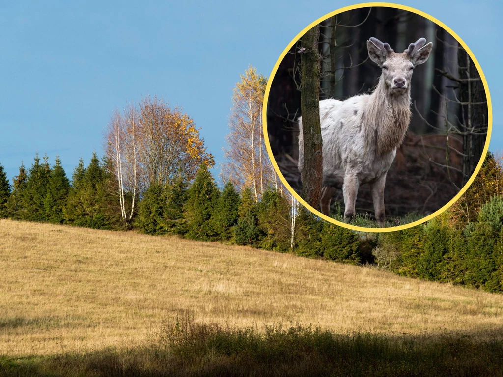 Biały jeleń spotkany w woj. opolskim