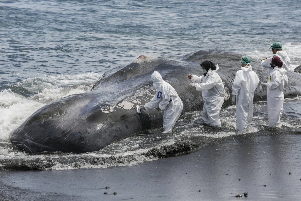 To nie pierwszy raz gdy na Bali ocean wyrzuca na brzeg wieloryba. W ich żołądkach często znajdowany jest plastik