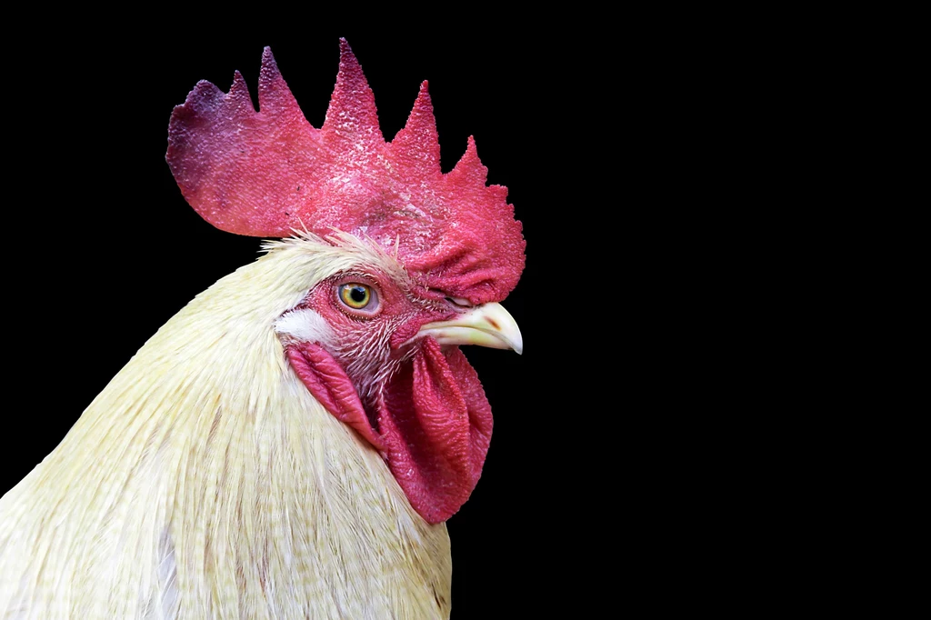 Sąd nakazał zabić koguta po tym, jak sąsiedzi złożyli skargę Sąd nakazał zabić koguta po tym, jak sąsiedzi złożyli skargę