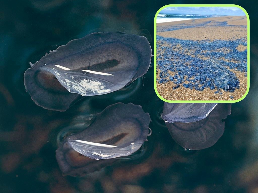 Velella velella pojawiła się na plażach w Point Reyes National Seashore 