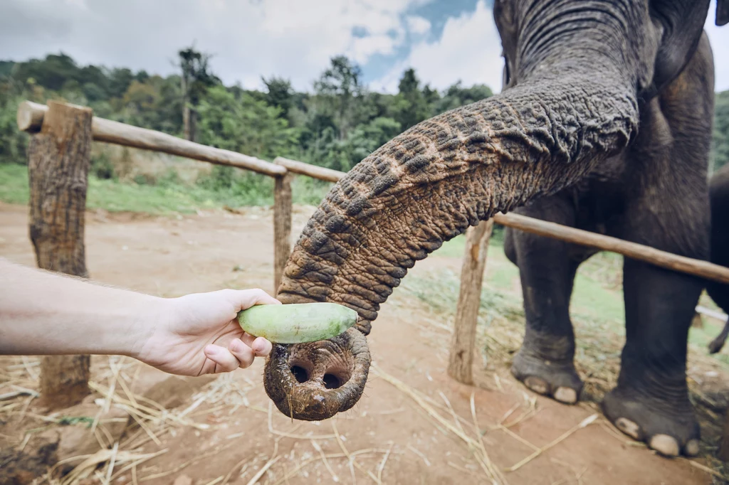 Zaskakująca umiejętność. Słonica z berlińskiego zoo sama nauczyła się obierać banany