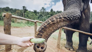 Bez skórki, poproszę. Słoń w zoo sam nauczył się obierać banany