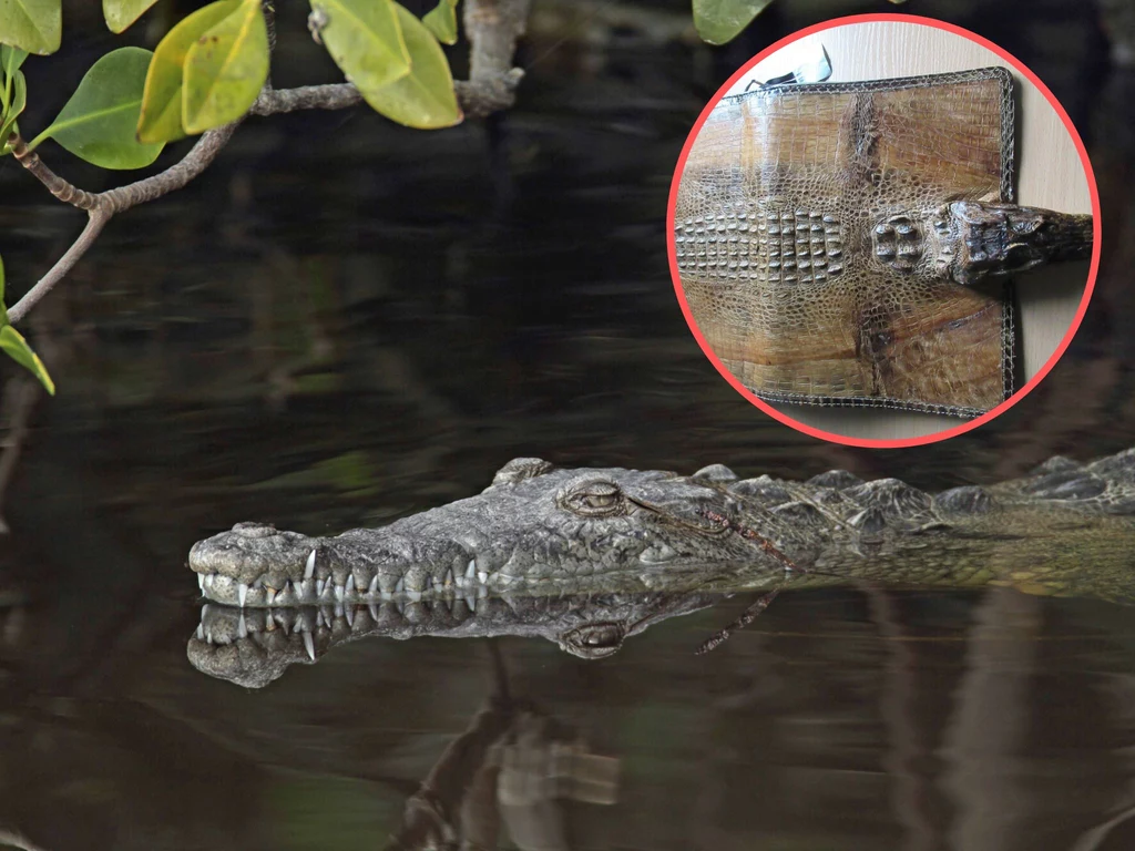 Funkcjonariusze znaleźli torbę z krokodyla amerykańskiego