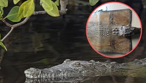 Nielegalny przewóz torby wykonanej z chronionego gatunku krokodyla