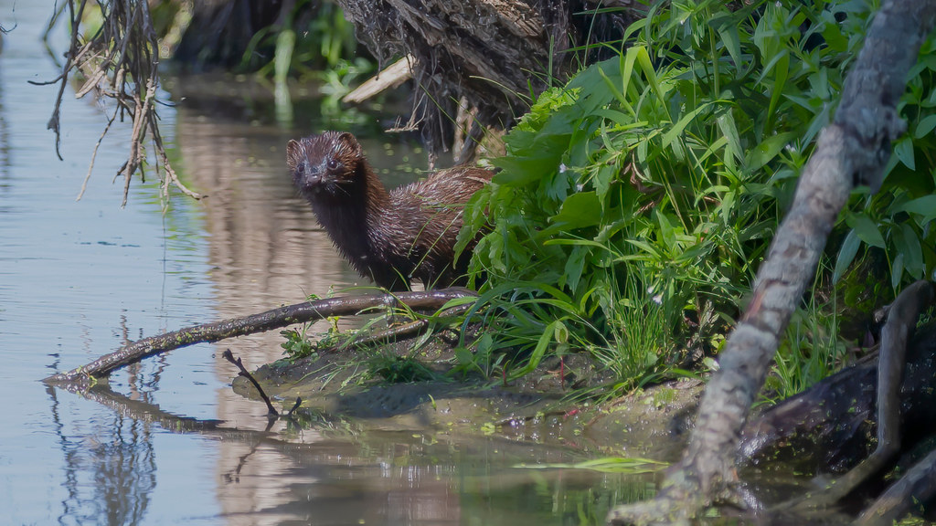 Wizon amerykański, znany także jako norka amerykańska, dziesiątkuje populację polskich ptaków i ryb. Jakie kroki są podejmowane, aby ograniczyć jego inwazyjność w naszym ekosystemie?