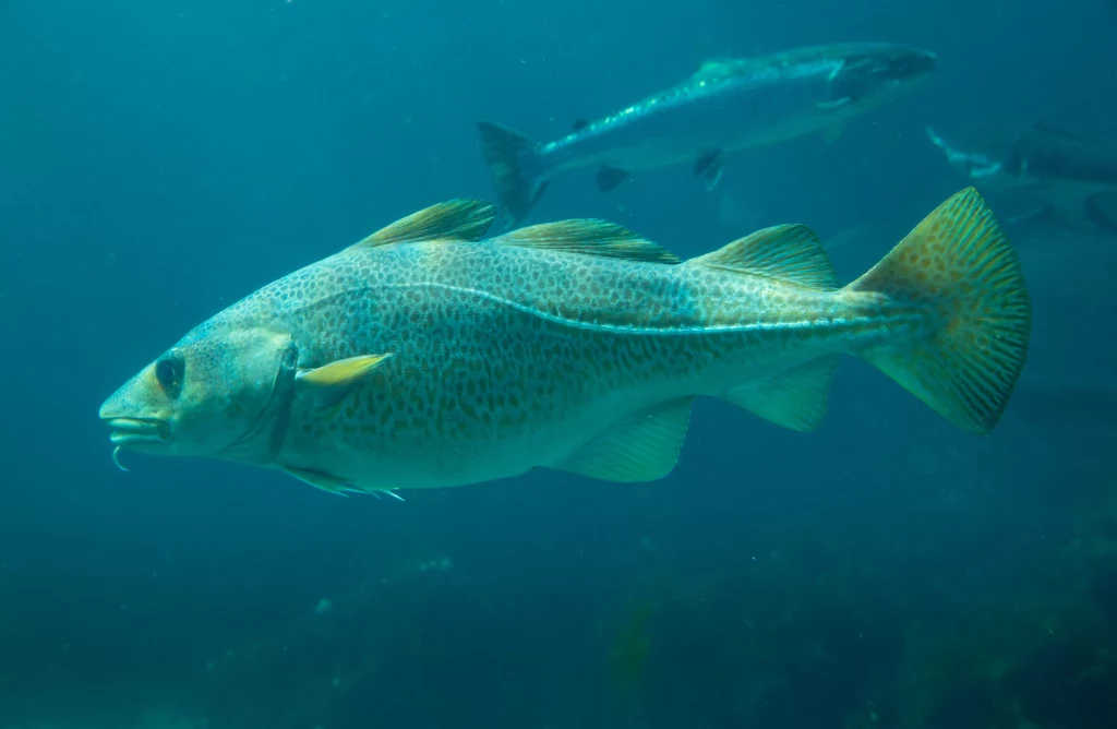 Tilapia, ryba mleczna, a może i dorsz. Rybia skóra niezastąpiona na oparzenia