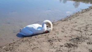 Zmarły łabędź w Gnieźnie